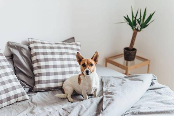 Pet Friendly, On-Site Parking, Wireless Internet, Microwave - apts/housing for rent - apartment rent picture