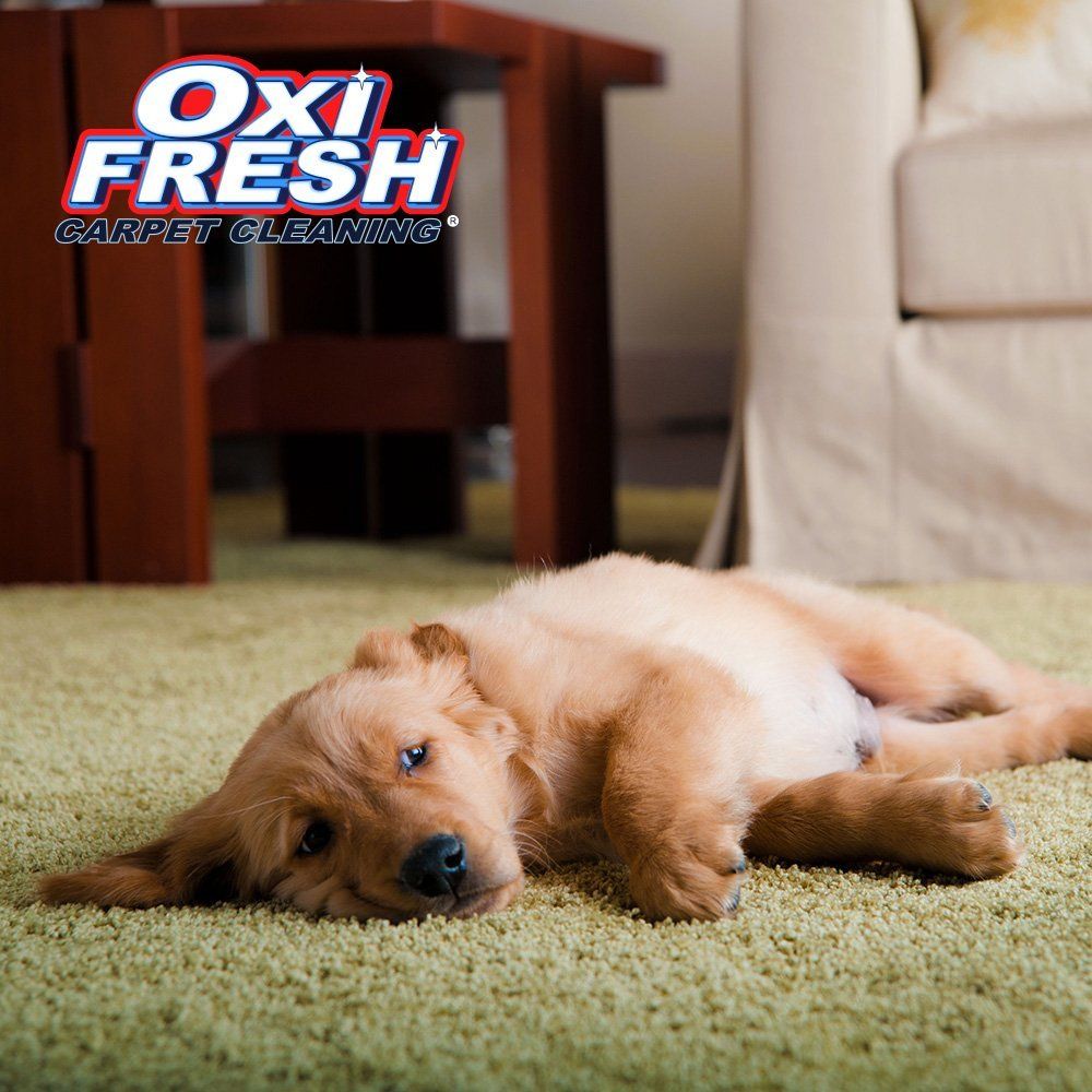 Oxi Fresh Carpet Cleaning picture
